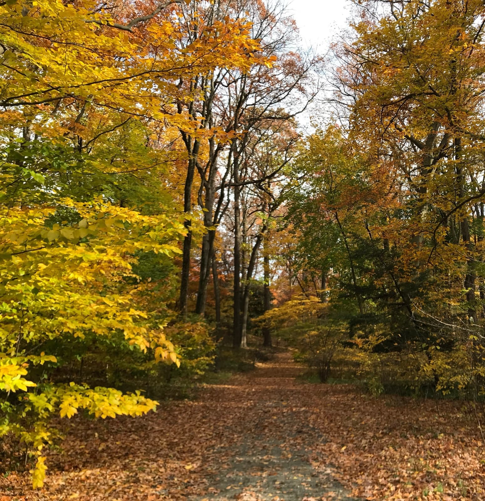 A leaf-covered path winding through trees in autumn
