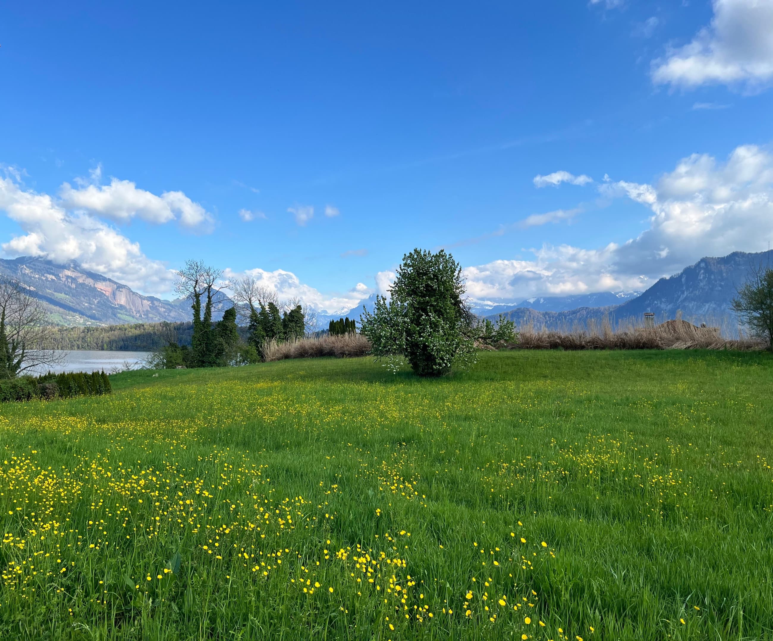 A meadow of yellow wildflowers with a lake and mountains beyond