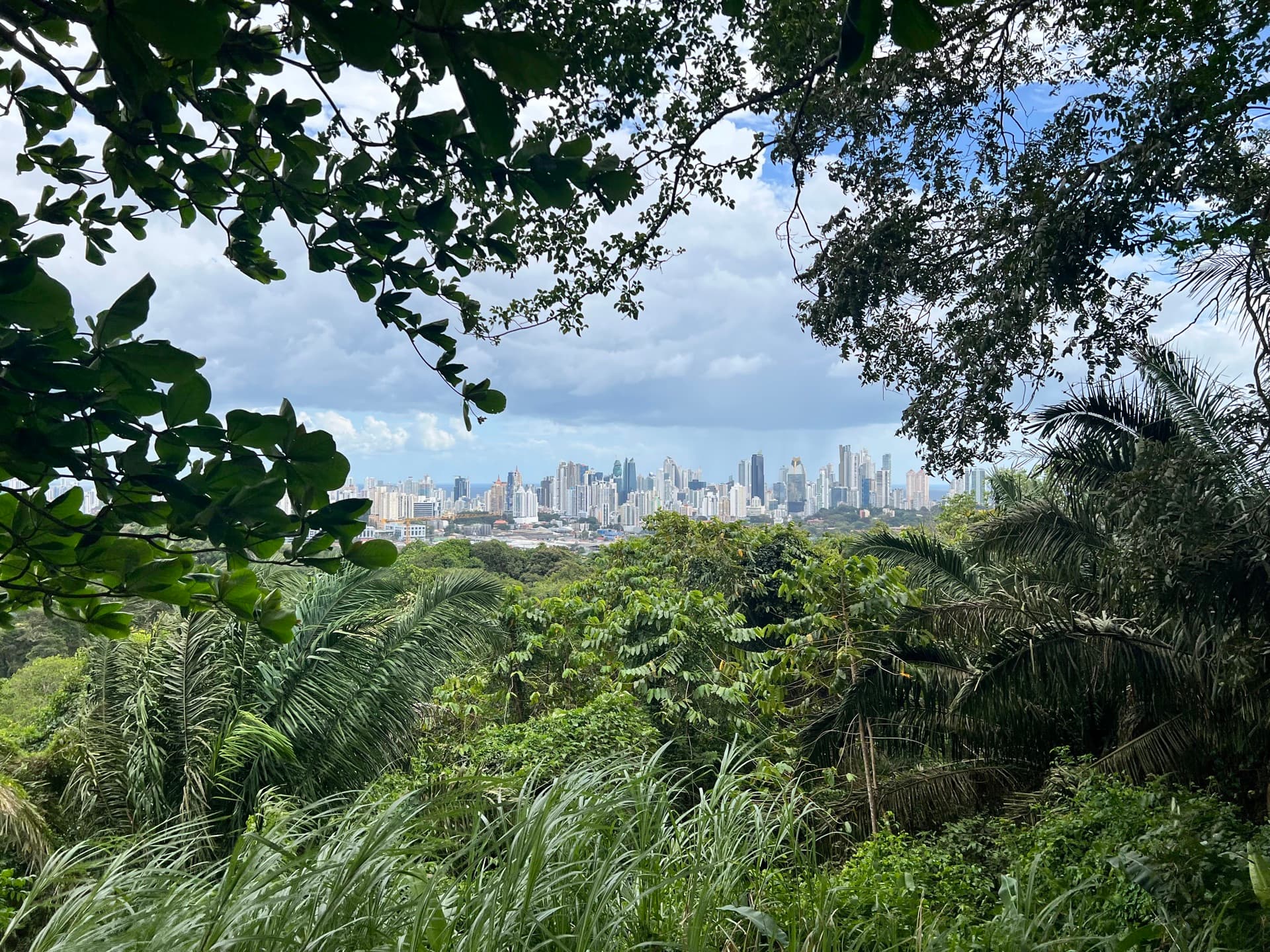 A city skyline seen across treetops through a frame of leaves