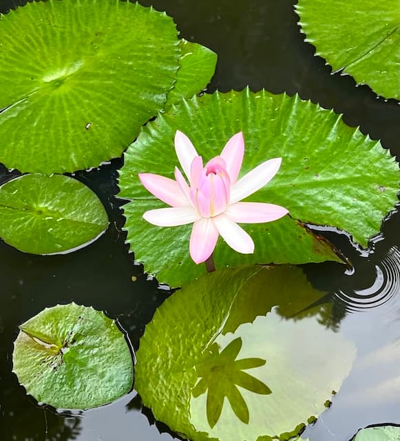 A pink water lily blooming among lily pads on a still pond
