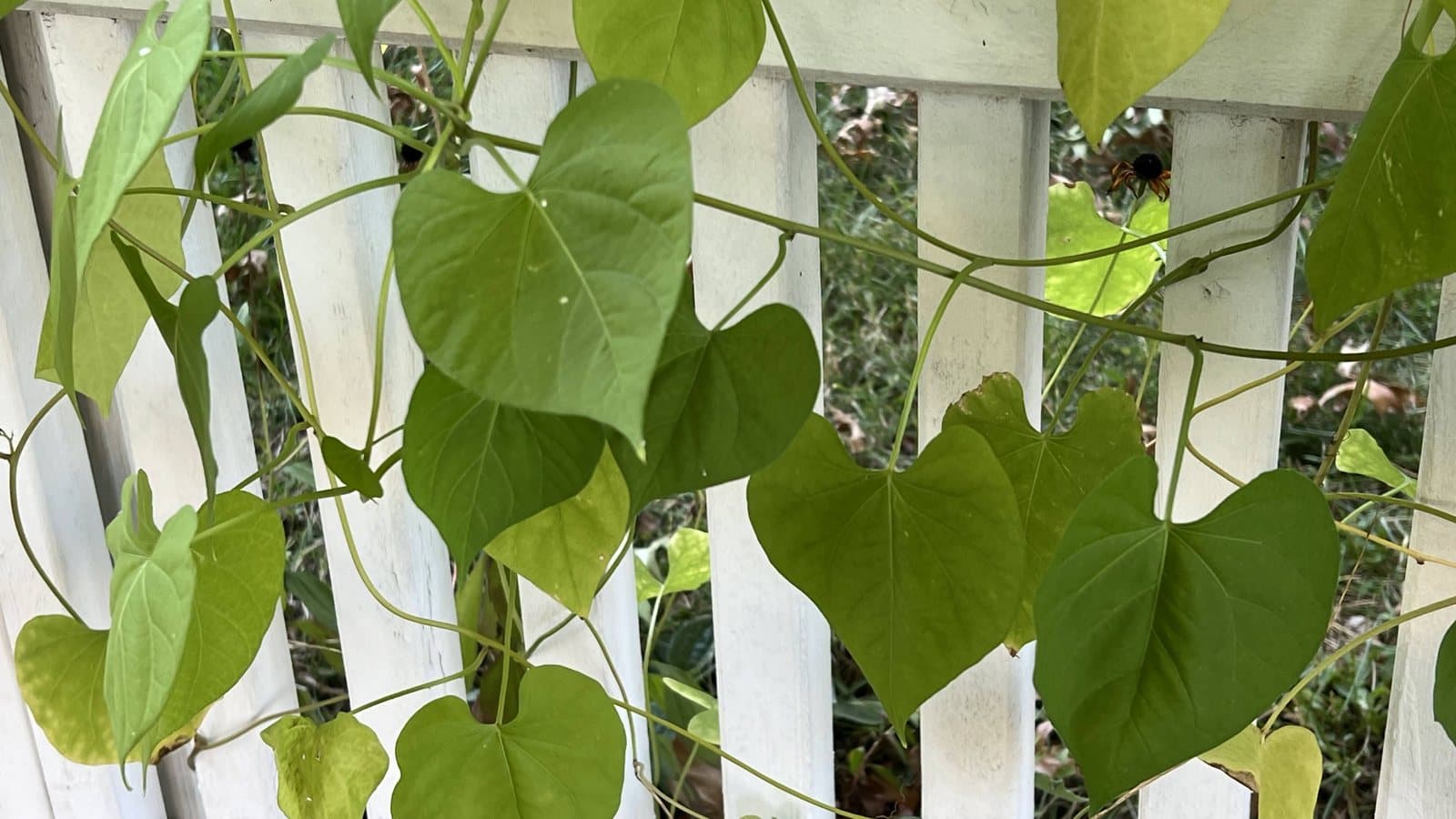Heart-shaped leaves on a vine growing along a white picket fence