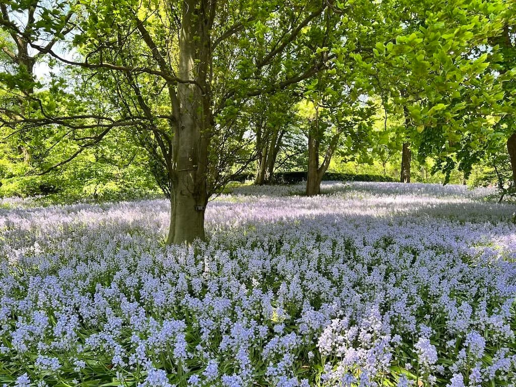 A woodland floor carpeted with bluebells beneath sunlit trees