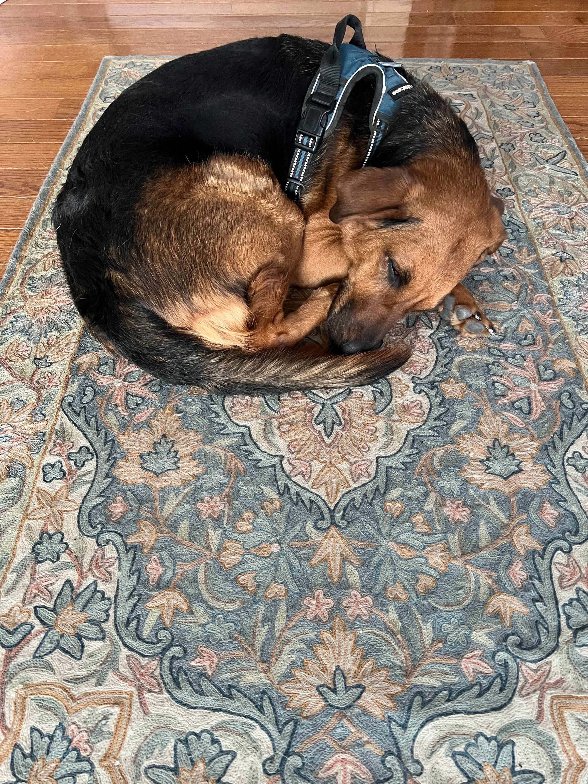 A dog curled up asleep on a patterned rug