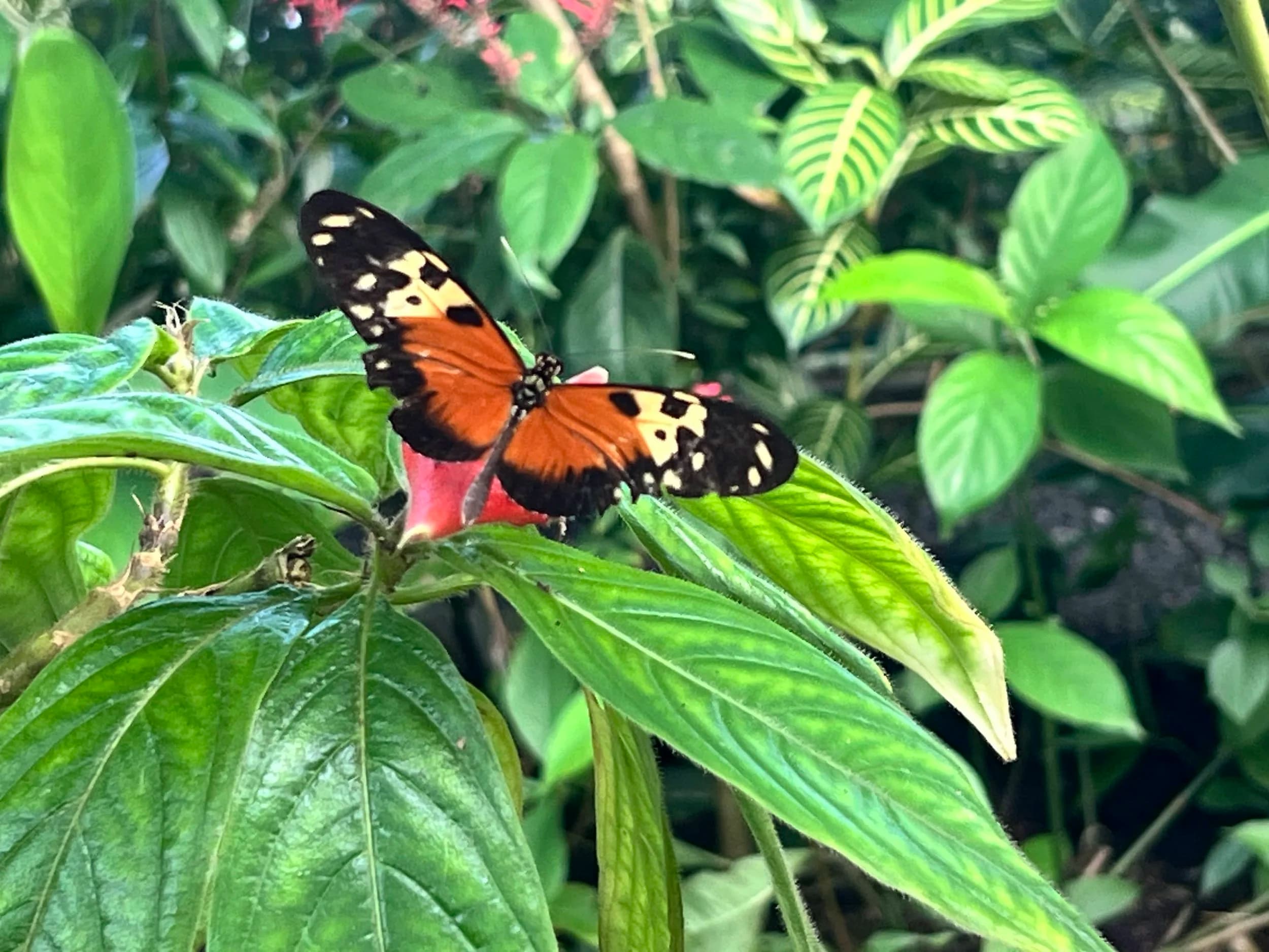 An orange and black butterfly resting on a green leaf