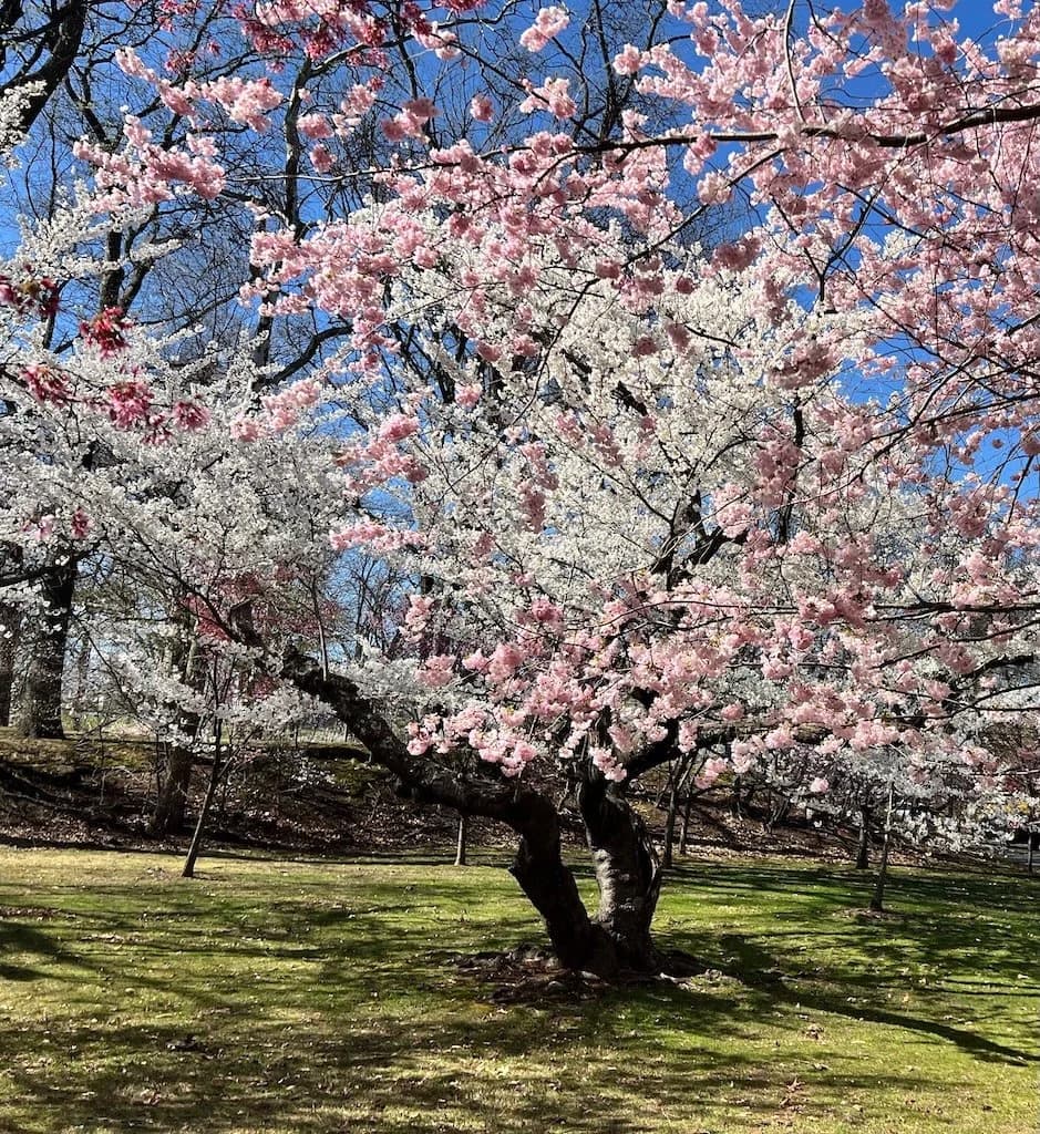 A cherry tree in full blossom against a blue sky